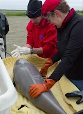 whale baby rescue -Alaska SeaLife Center photo
