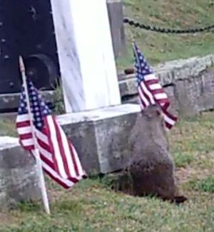 Woodchuck robs flags cemetary