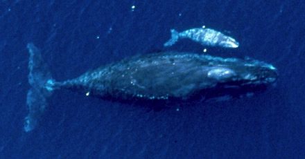 bowhead whale and baby - NOAA photo