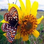 Taylors checkerspot butterfly - USFW photo Aaron Barna