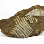 fossil found in Nova Scotia