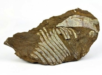 fossil found in Nova Scotia