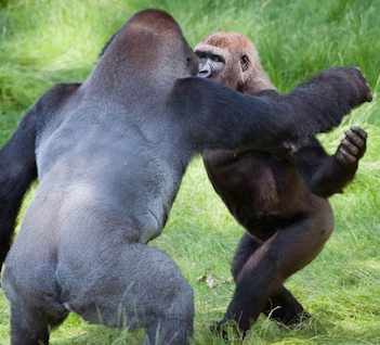 gorilla brothers reunite-zoophoto