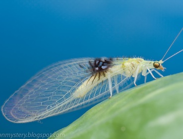 lacewing new species-by-Kurt aka orionmystery-blogspot