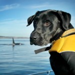 Dog on ocean with whale -Conservation Canines photo