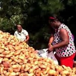 sweet potato mountain Herald online video