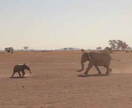 Elephant and baby reunite -ATE photo