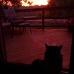 Sunrise cat -photo by McKinley Corbley