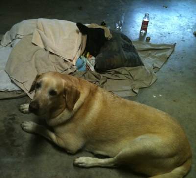 dog with sick calf- LifeWithDogs.tv