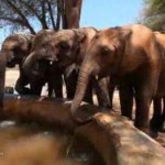 elephant calves-NBCVideo