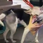 snoutless dog hero-ITNvideo