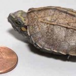 turtle box baby - Photo by Tennessee Aquarium