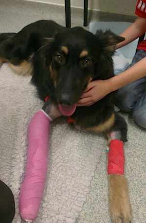 Hospitalized Shepherd injured by truck - FB photo