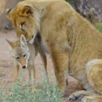 Lion and coyote bonding - PBS Nature snapshot