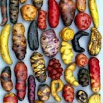 Potatoes Peruvian varieties