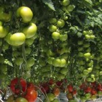 Tomatoes Hydroponic Sundrop Farmsphoto