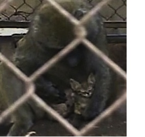 bamboon adopts kitten ABCvideo
