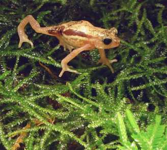 orange toad in Tanzania