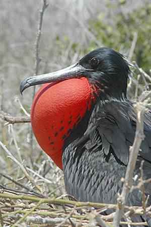 Frigatebird-Aquaimages-CC
