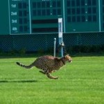 cheetah running at horse track