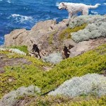 Sheepdogs as protectors-David Williams Australia