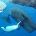 dolphin adopted by whale-Alexander DM Wilson Aquatic Mammals