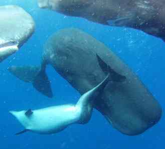 dolphin adopted by whale-Alexander DM Wilson Aquatic Mammals