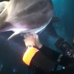 dolphin gets help with fishing tangle