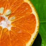 orange-grapefruit-sunstar