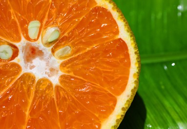 orange-grapefruit-sunstar