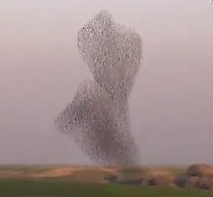 birds murmuration Newsvid