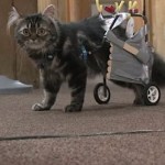 cat wheelchair by robotics club