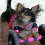 disabled dog with wheelchair USA TodayVid