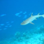 whitetip shark