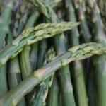 asparagus by Jason Webber via Morguefile