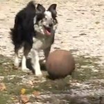 blind dog plays fetch