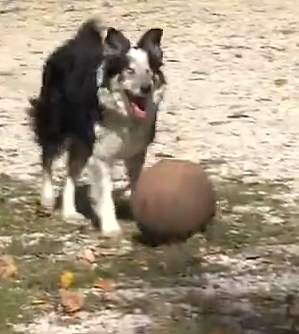 blind dog plays fetch