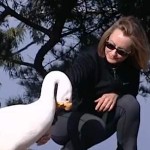 goose friendship rekindled - CBS video shot
