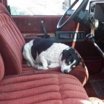 dog on deceased drivers seat-IMGUR