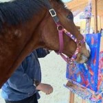 horse paints - NBC video