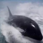 orca whale jumps boatside