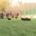 sheep grazing in Paris - AP video snapshot