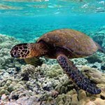Green turtle in Kona reef - by Brocken Inaglory -CC