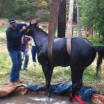 horse well rescue charity photo