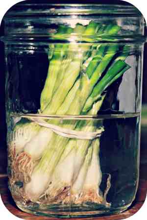 onions green in a jar by Mrs. Happy Homemaker Blog