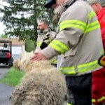rescue workers save dog