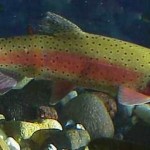 trout cutthroat Nevada FWS photo