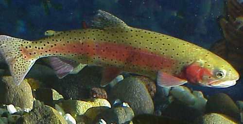 trout cutthroat Nevada FWS photo
