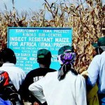 GMOs in African maize crop