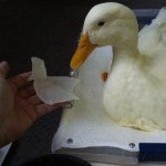 duck with foot prosthetic-Feathered Angel Sanctuary